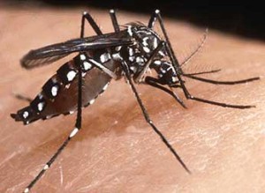 Thumbnail Chikungunya en El Salvador